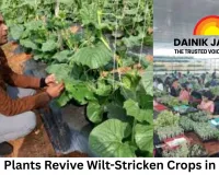 Grafted Plants Revive Wilt-Stricken Crops in Sarguja; Young Farmer Provides Employment to 400 Women Across 17 States
