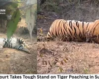 High Court Takes Tough Stand on Tiger Poaching in Surajpur; PCCF Asked to File Personal Affidavit