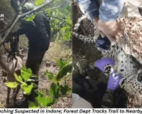 Forest Teams Suspect Poaching Network in Leopard Killing; Trail Leads to Farmhouse in Indore