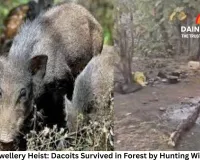 Rajgarh Jewellery Heist: Dacoits Survived in Forest by Hunting Wild Animals, Three Arrested After 40-Hour Police Operation