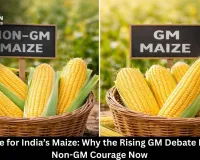 The Battle for India’s Maize: Why the Rising GM Debate Demands Non-GM Courage Now