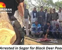 Three Arrested in Sagar for Black Deer Poaching: Meat, Hide, and Teak Wood Seized