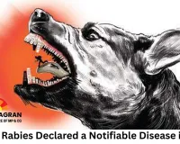 Human Rabies Declared a Notifiable Disease in Delhi; Health Authorities to Track Cases Promptly