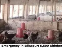 Bird Flu Emergency in Bilaspur: 5,500 Chickens Dead, 22,000 Birds Culled, Chicken & Egg Sales Banned in 10-km Zone