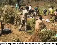 Chhattisgarh's Opium Crisis Deepens: 18 Quintal Poppy Plants Worth ₹1.75 Crore Seized in Balrampur — Jharkhand Border Connection, Rajasthan Seed Supplier Arrested, Durg BJP Farm Scandal Widens