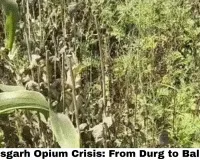 Chhattisgarh Opium Crisis: From Durg to Balrampur, Illegal Poppy Fields Spread — Bhupesh Baghel Demands Action, BJP Fires Back
