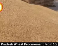Madhya Pradesh Wheat Procurement From 10, 15 April
