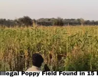 Chhattisgarh Opium Farming Crisis: 4th Illegal Poppy Field Found in 15 Days — Raigarh Case Exposes State-Wide Drug Cultivation Network