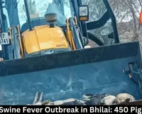 African Swine Fever Outbreak in Bhilai: 450 Pigs Culled