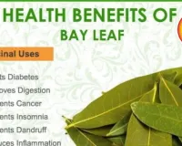 Bel Leaves For Summer 2026: Natural Shield Against Stomach Flu