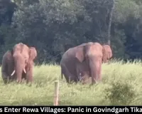 Elephants Enter Rewa Villages: Panic in Govindgarh Tikar Hardua