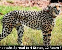 Kuno Cheetahs Spread to 4 States, 12 Roam Free Now
