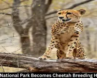 Kuno National Park Becomes Cheetah Breeding Hub