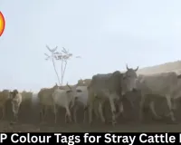 MP Colour Tags for Stray Cattle ID