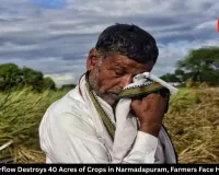 Canal Overflow Destroys 40 Acres of Crops in Narmadapuram, Farmers Face Heavy Loss