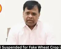 Patwari Suspended for Fake Wheat Crop in Pond