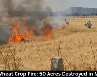 Raisen Wheat Crop Fire: 50 Acres Destroyed in MP Blaze