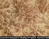 Wheat Procurement Delayed in Madhya Pradesh, Farmers Sell to Traders