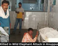  Woman Killed in Wild Elephant Attack in Anuppur District