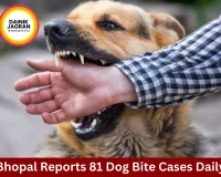 Bhopal Reports 81 Dog Bite Cases Daily Despite Crores Spent