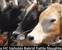 Calcutta HC Upholds Bakrid Cattle Slaughter Curbs