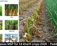 Centre raises MSP for 14 kharif crops 2025 – Paddy up ₹72