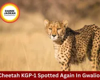 Cheetah KGP-1 Spotted Again in Gwalior’s Bhitarwar Region