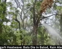  Chhattisgarh Heatwave: Bats Die, Rain Alert Issued