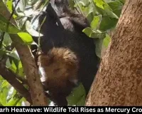 Chhattisgarh Heatwave: Hundreds of Birds and Animals Perish