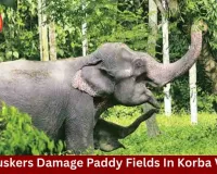 Two Tusker Elephants Destroy Paddy Crops in Korba Village