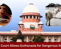 Supreme Court Says Dangerous Stray Dogs Can Be Given Euthanasia, Public Safety Is Priority