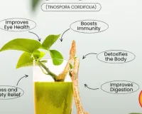 Giloy for Summer Immunity Natural Health Hack 2026 India
