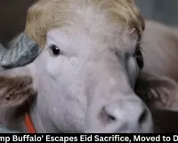 Bangladesh Rescues Viral 'Trump Buffalo' From Eid Sacrifice