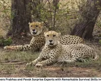 Cheetah Brothers Prabhas and Pavak Surprise Experts with Remarkable Survival Skills in Gandhi Sagar