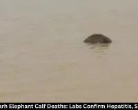 Chhattisgarh Elephant Calf Deaths: Hepatitis, Septicemia Confirmed