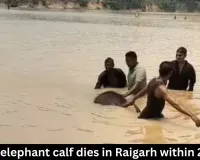 Fourth elephant calf dies in Raigarh; body found in Mand river