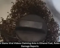 Govt Rubbishes Viral Videos Claiming Ants in Ethanol Petrol