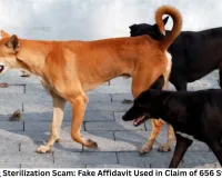 Gwalior Dog Sterilization Scam: Fake Affidavit Used in Claim of 656 Sterilizations, Vet Booked for Fraud