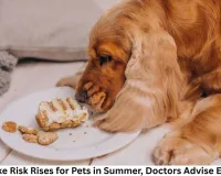 Heatstroke Risk Rises for Pets in Summer, Doctors Advise Extra Care