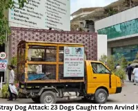 Indore Stray Dog Attack: 23 Dogs Caught from Arvind Hospital, One Attacking Dog Still Missing