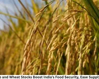 Record Rice and Wheat Stocks Boost India’s Food Security, Ease Supply Concerns