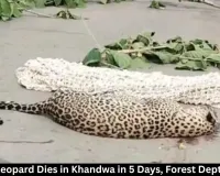  Second Leopard Dies in Khandwa in 5 Days, Forest Dept Alert