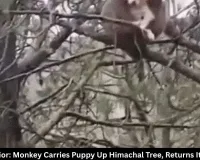 Monkey carries puppy up tree in Himachal's Mandi | Watch