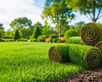 Natural Lawn Grass in Dwarka Delhi – Premium Lawn Solutions by Balaji Nursery