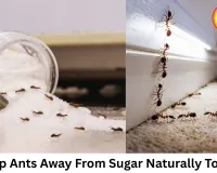 Ants Invading Your Sugar Container During Monsoon? Try These Simple Home Remedies