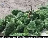 Cobra Hidden in Bitter Gourd Pile Bites Shopper at Bilaspur Vegetable Market