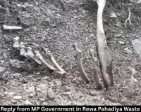NGT Issues Notice to MP Government Over Rewa Pahadiya Waste Plant, Seeks Reply by September 3
