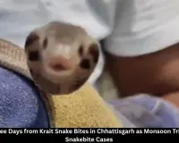Krait Snake Bites Claim Six Lives in Three Days in Chhattisgarh; Children Among Victims as Monsoon Triggers Rise in Snakebite Cases