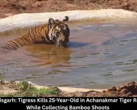  Chhattisgarh Tigress Kills Youth in Achanakmar Tiger Reserve