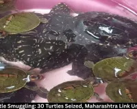 Indore Turtle Smuggling: 30 Turtles Seized, Maharashtra Link Probed